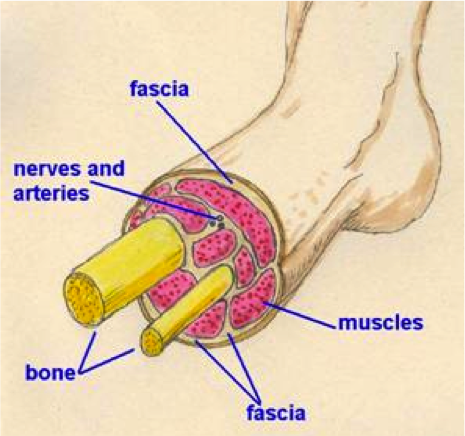 fascia